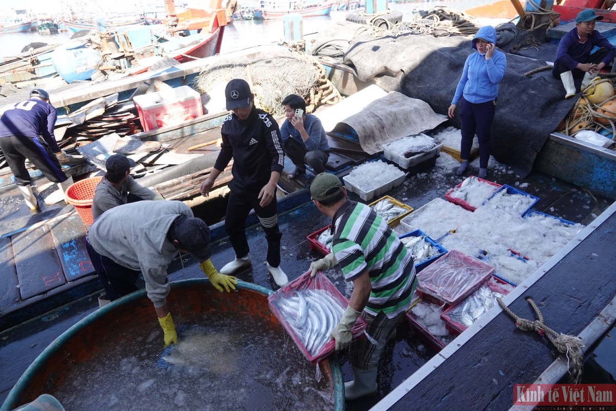 Các địa phương miền Trung tăng cường giám sát không để phát sinh tàu cá '3 không', tàu cá mất tín hiệu giám sát hành trình Các địa phương miền Trung tăng cường giám sát không để phát sinh tàu cá '3 không', tàu cá mất tín hiệu giám sát hành trình