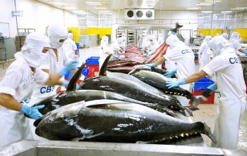 Cần gỡ khó cho doanh nghiệp xuất khẩu cá ngừ