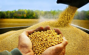 Việt Nam nhập khẩu đậu tương nhiều nhất từ Brazil