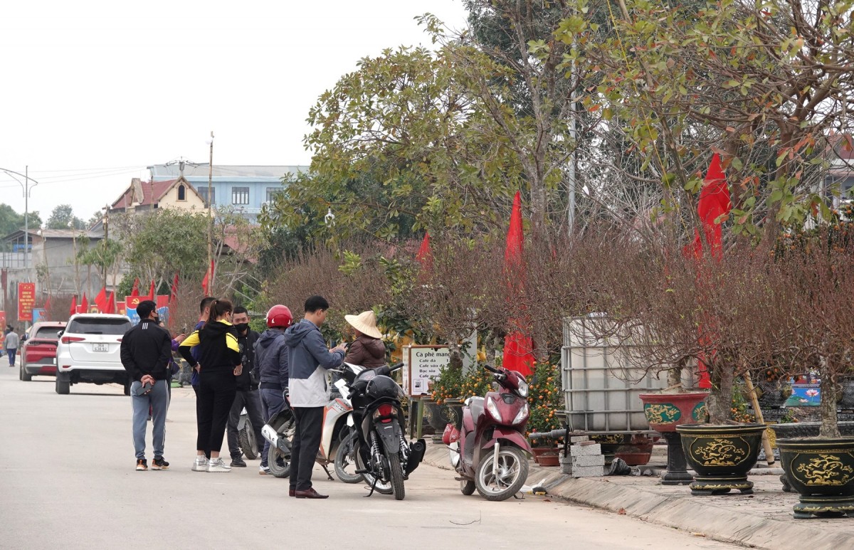 hội chợ hoa đào huyện triệu sơn