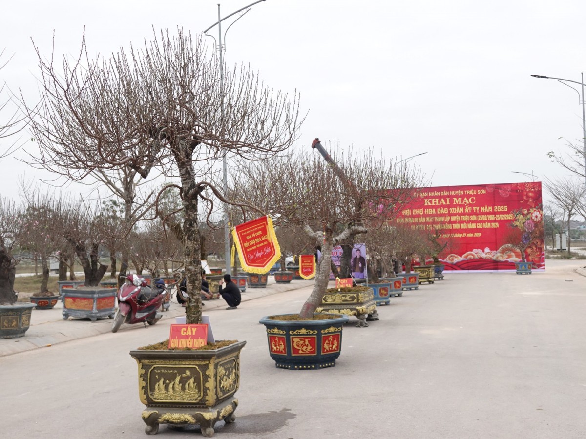 hội chợ hoa đào huyện triệu sơn