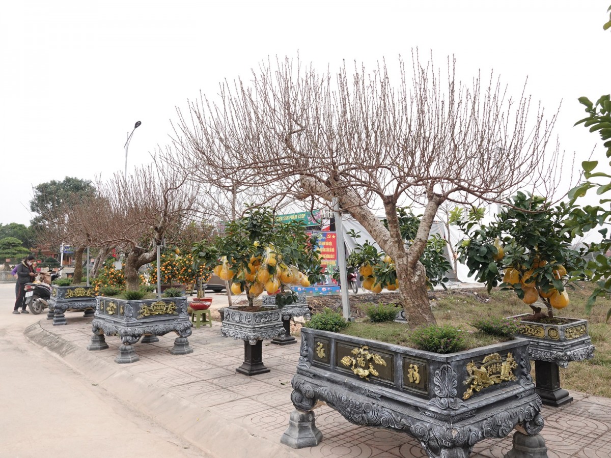 hội chợ hoa đào huyện triệu sơn