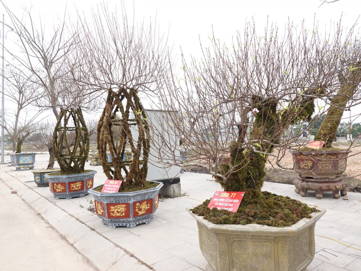 hội chợ hoa đào huyện triệu sơn