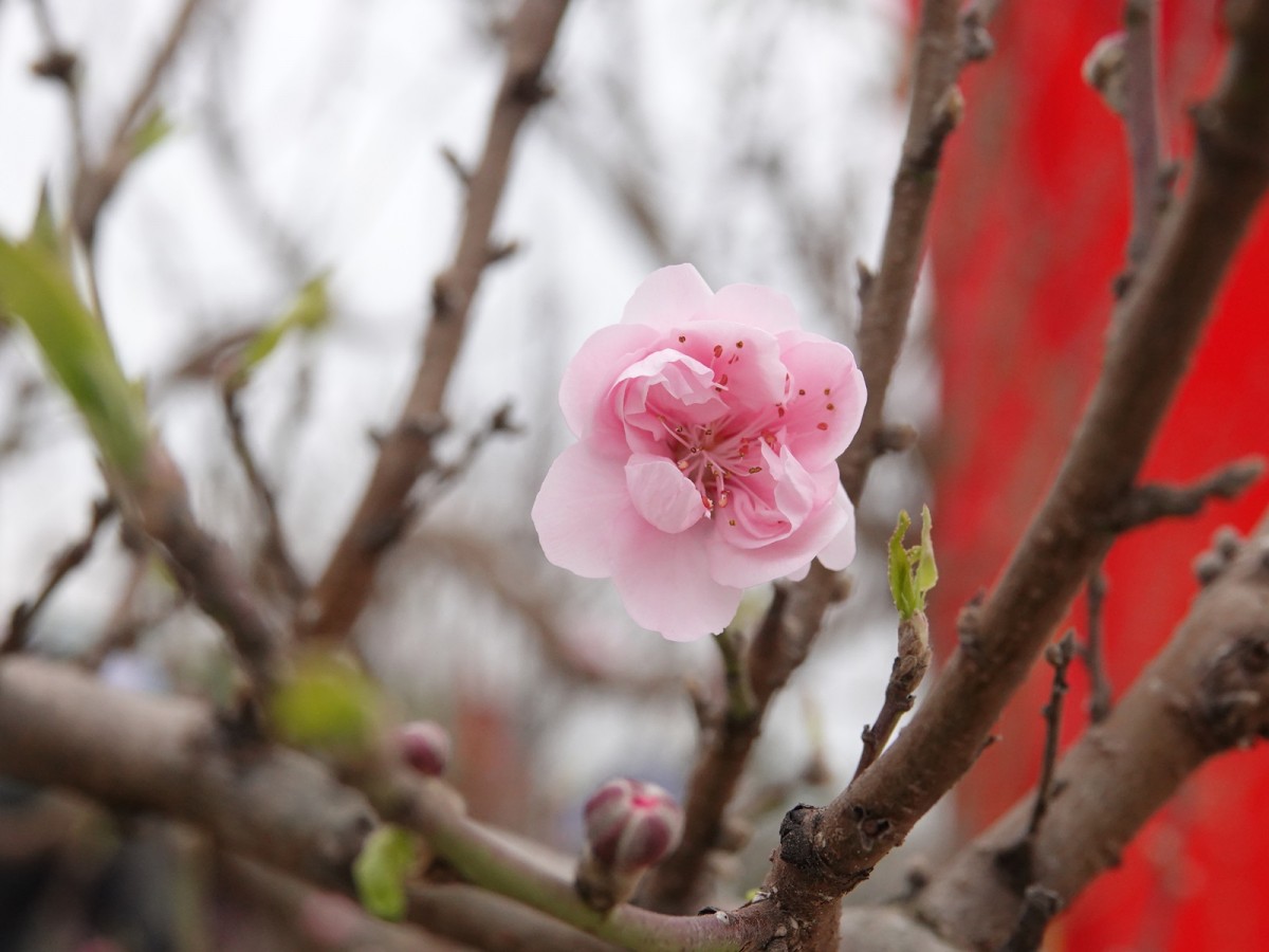 hội chợ hoa đào huyện triệu sơn