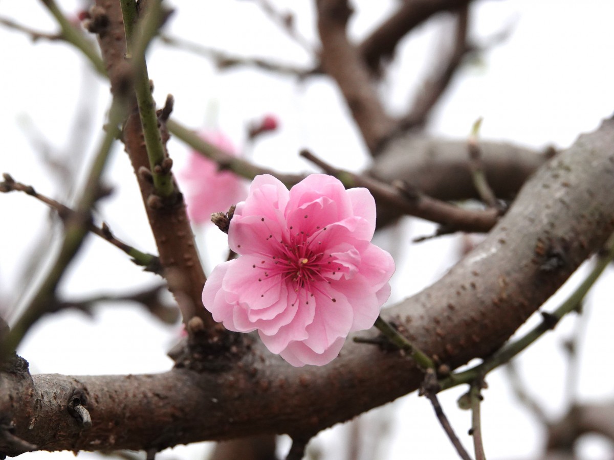 hội chợ hoa đào huyện triệu sơn