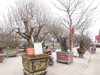 Ngắm đào 'khủng' tại hội chợ hoa đào lớn nhất Thanh Hóa