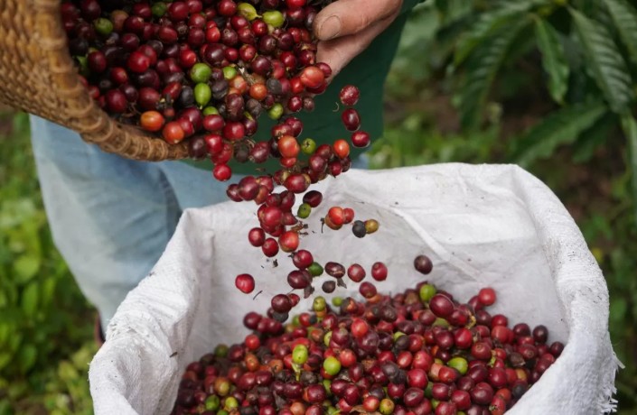 xuất khẩu cà phê đã thiết lập cột mốc kỷ lục mới 5,6 tỷ USD, vượt 32,5% so với kỷ lục cũ là 4,24 tỷ USD đạt được trong năm 2023.