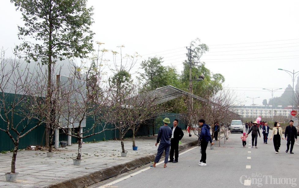 Hội chợ Hoa đào Vân Đồn thu hút khách tham, mua sắm