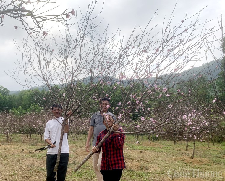 Hội chợ Hoa đào Vân Đồn thu hút khách tham, mua sắm