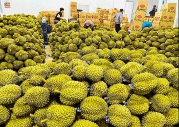 Trung Quốc tăng mua hơn 50% sầu riêng Việt Nam