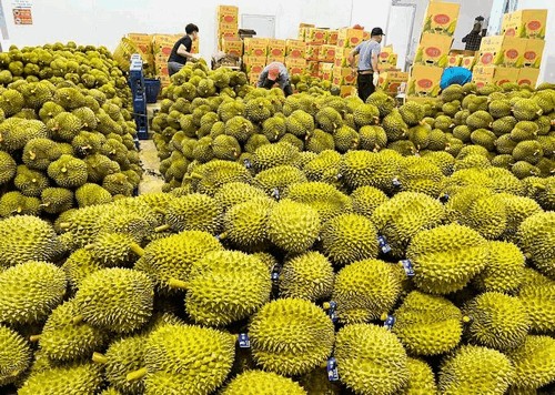 Sự tăng trưởng mạnh mẽ của xuất khẩu sầu riêng Việt Nam sang Trung Quốc cho thấy tiềm năng lớn của ngành trái cây này