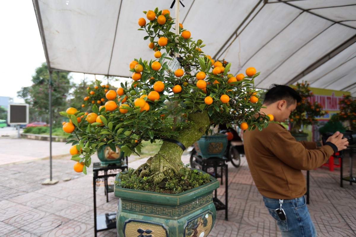 quất quần thăng hà tĩnh quất quần thăng hà tĩnh