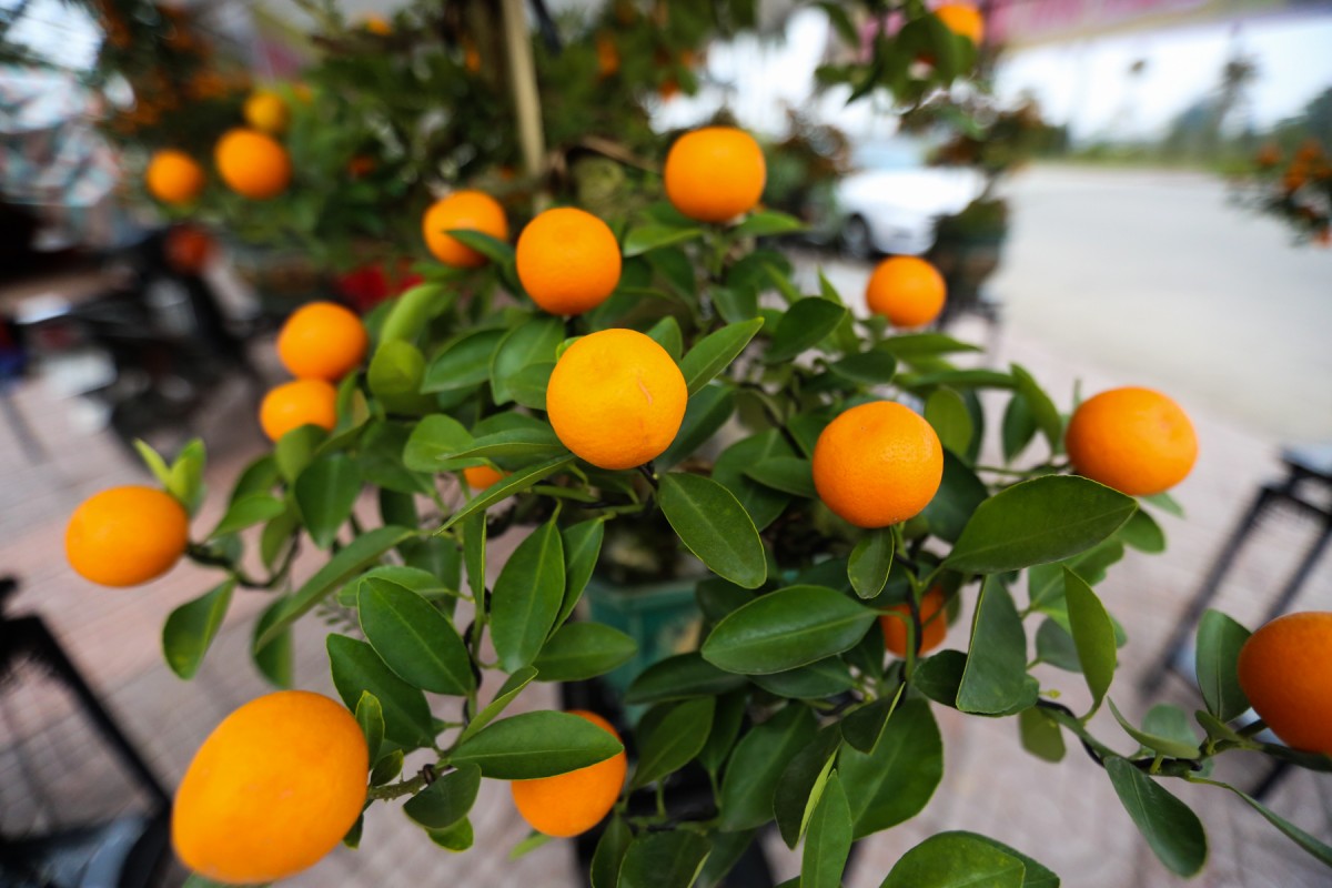 quất quần thăng hà tĩnh quất quần thăng hà tĩnh