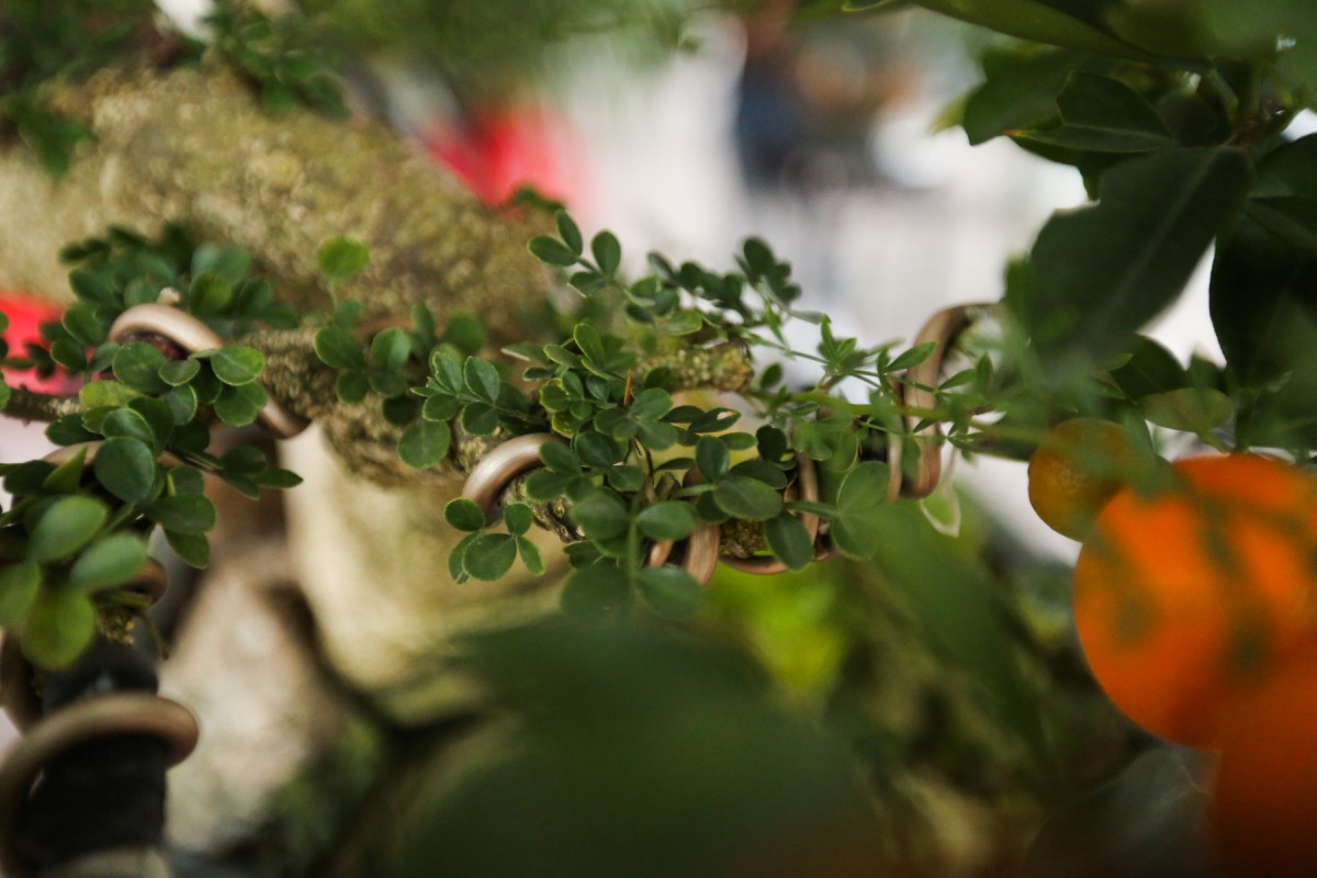 quất quần thăng hà tĩnh quất quần thăng hà tĩnh