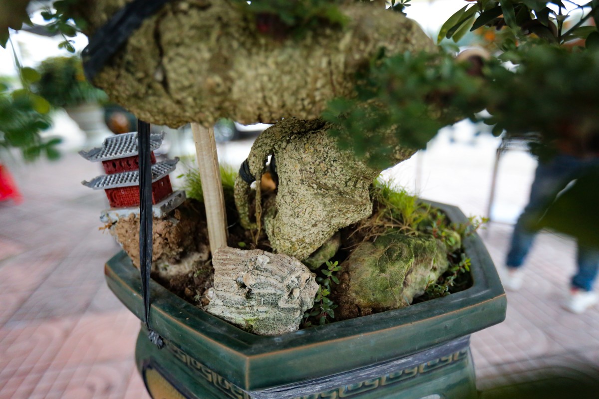 quất quần thăng hà tĩnh quất quần thăng hà tĩnh