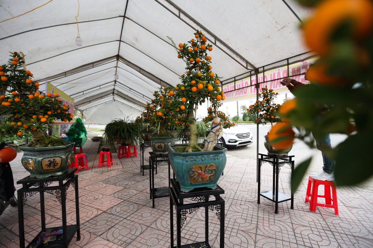 quất quần thăng hà tĩnh quất quần thăng hà tĩnh