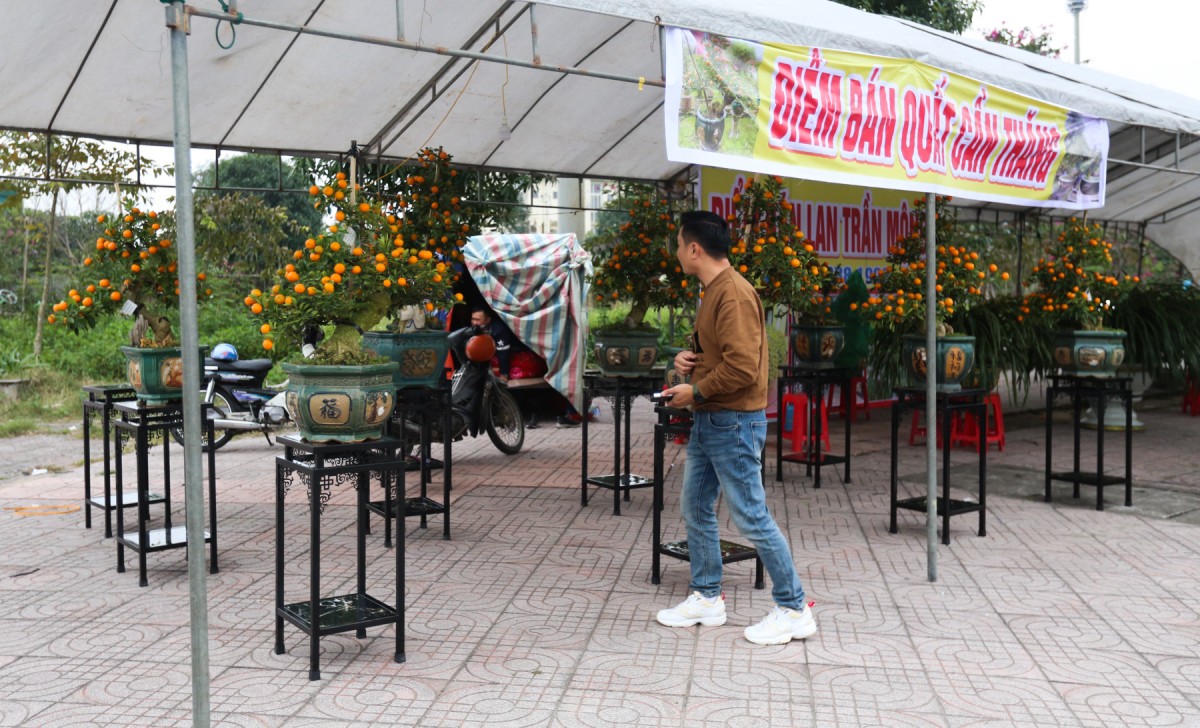 quất quần thăng hà tĩnh quất quần thăng hà tĩnh