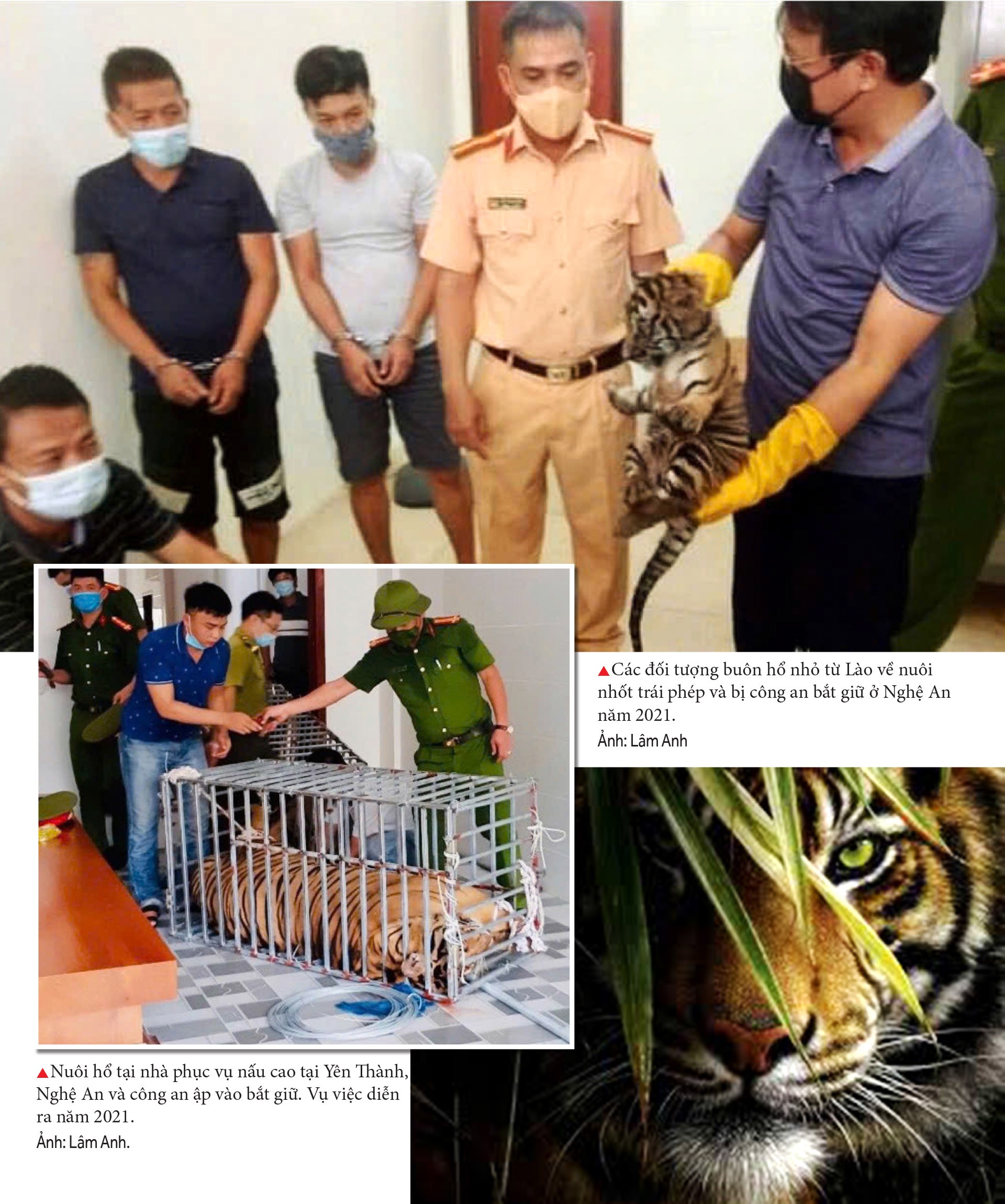 Chấm dứt nạn buôn bán hổ, cách nào? Chấm dứt nạn buôn bán hổ, cách nào?