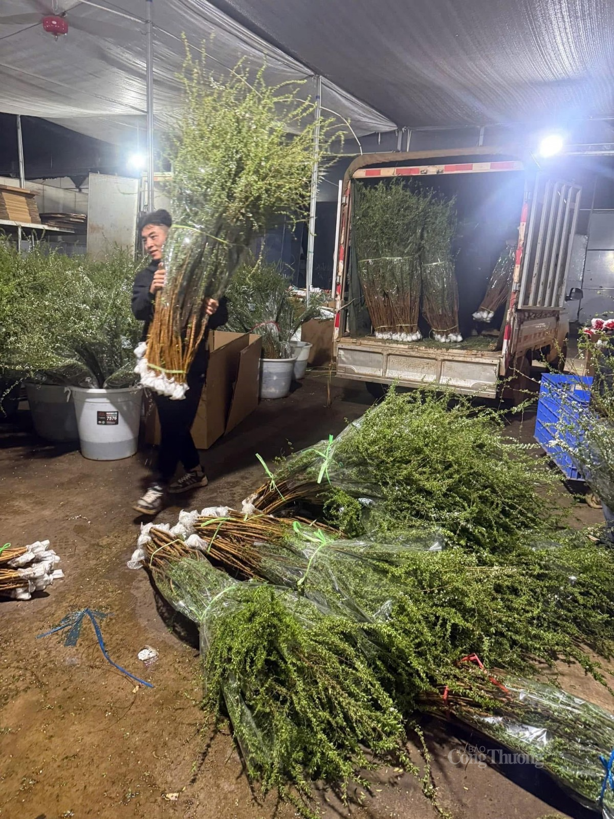 tuyết mai là dòng hoa bán chạy nhất thời điểm này tuyết mai là dòng hoa bán chạy nhất thời điểm này