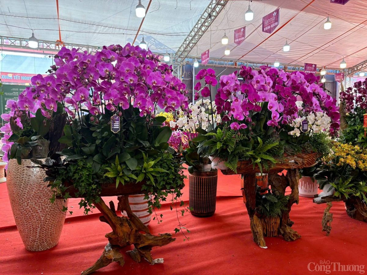 Ngắm chậu lan khủng giá gần 4 tỷ đồng tại Hà Nội