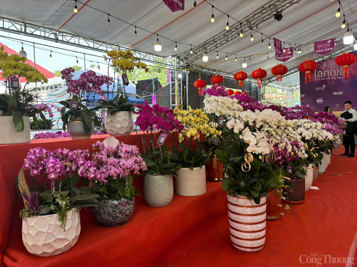Ngắm chậu lan khủng giá gần 4 tỷ đồng tại Hà Nội