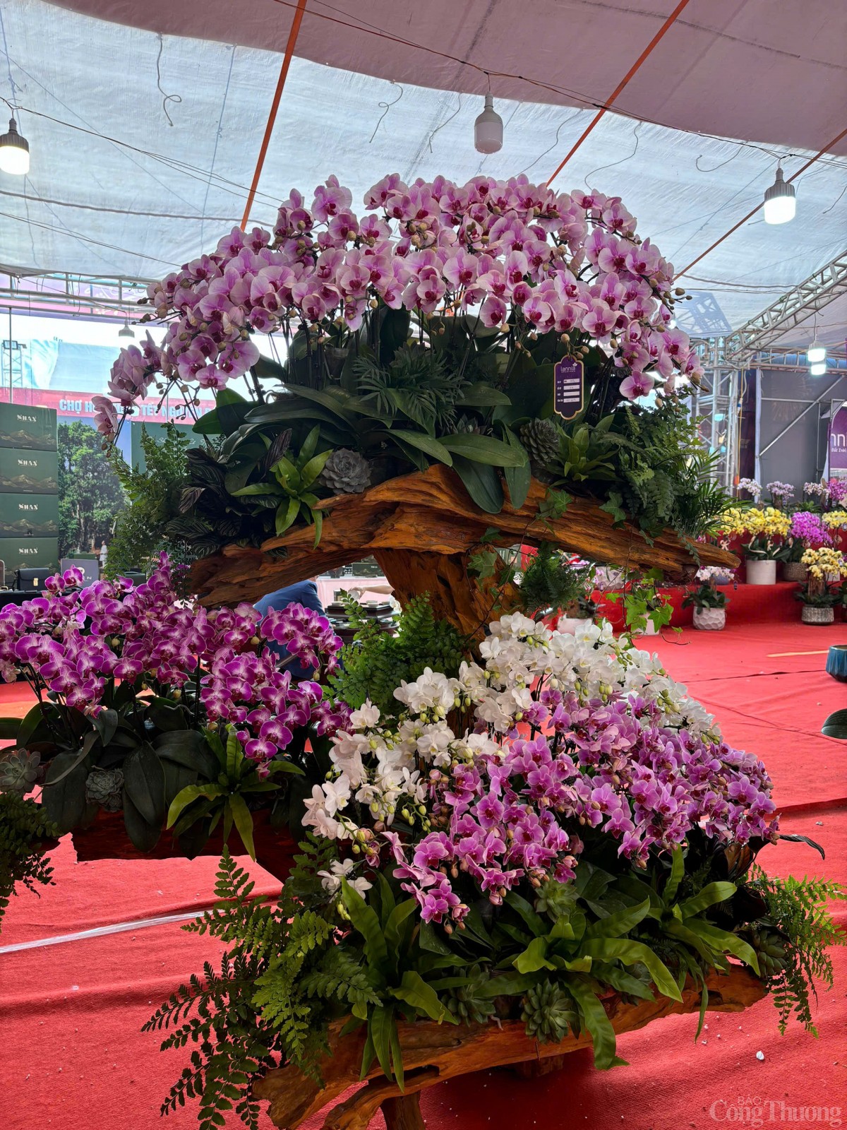 Ngắm chậu lan khủng giá gần 4 tỷ đồng tại Hà Nội