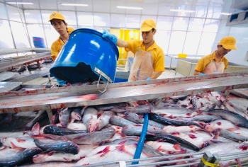 Xuất khẩu cá tra sang Hoa Kỳ đạt đỉnh trong 10 năm