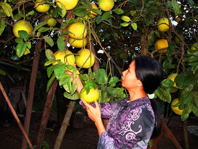 Cây bưởi đường Quế Dương thu 1 tấn quả của bà Thu ở thôn Cát Nổi, xã Yên Sở, huyện Hoài Đức. Ảnh: Tư liệu.