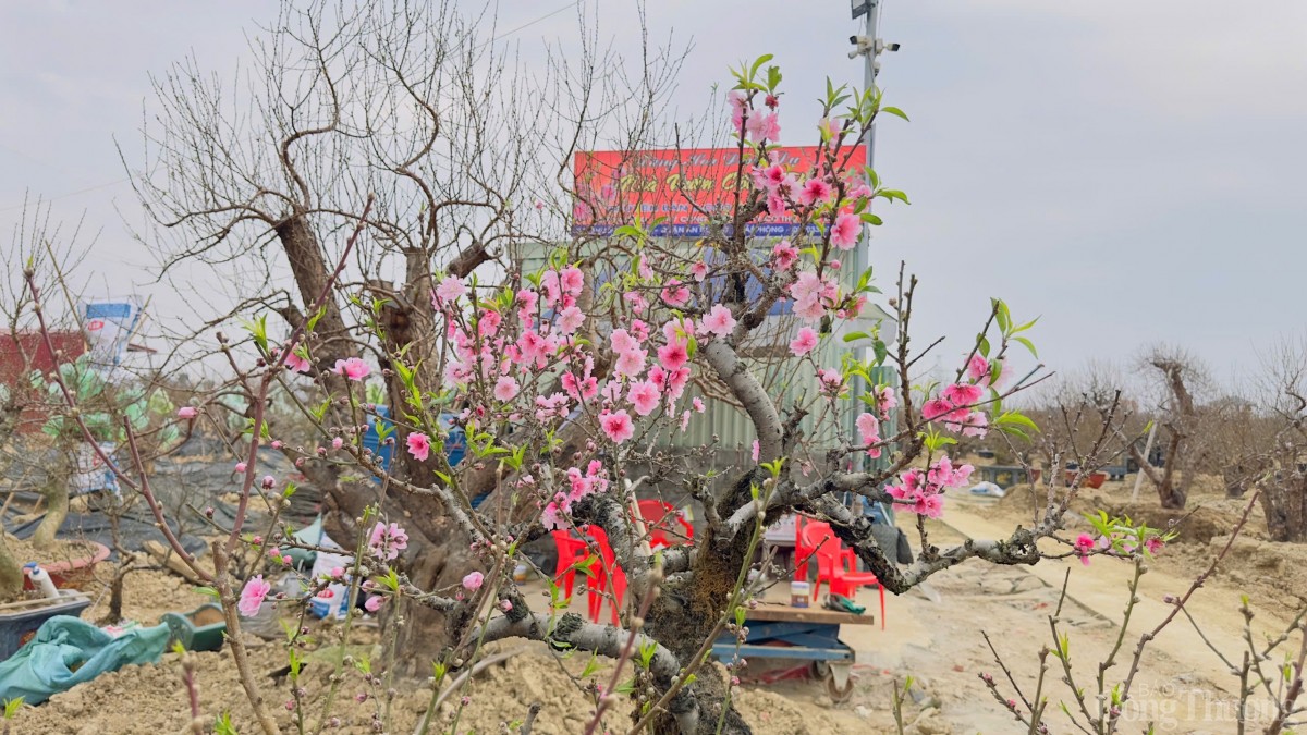 Hải Phòng: Thị trường đào, quất tăng giá dịp Tết Nguyên đán Hải Phòng: Thị trường đào, quất tăng giá dịp Tết Nguyên đán