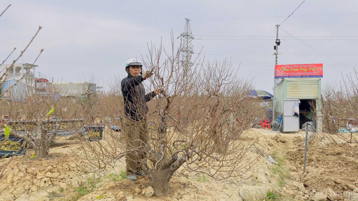 Hải Phòng: Thị trường đào, quất tăng giá dịp Tết Nguyên đán Hải Phòng: Thị trường đào, quất tăng giá dịp Tết Nguyên đán