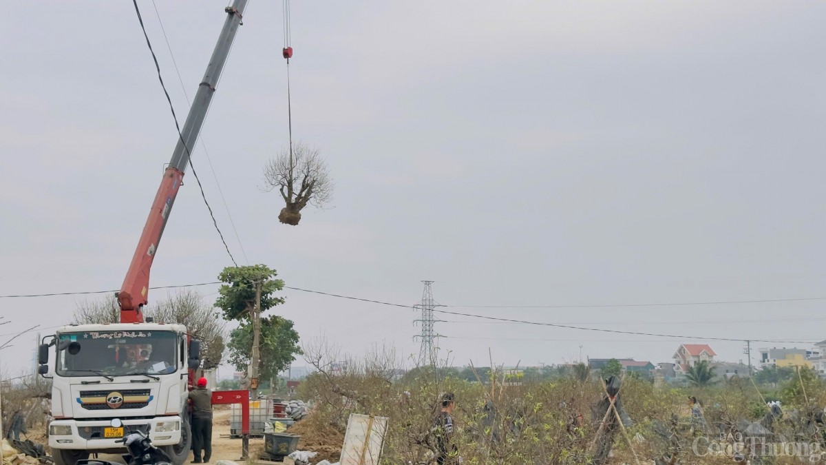 Hải Phòng: Thị trường đào, quất tăng giá dịp Tết Nguyên đán Hải Phòng: Thị trường đào, quất tăng giá dịp Tết Nguyên đán