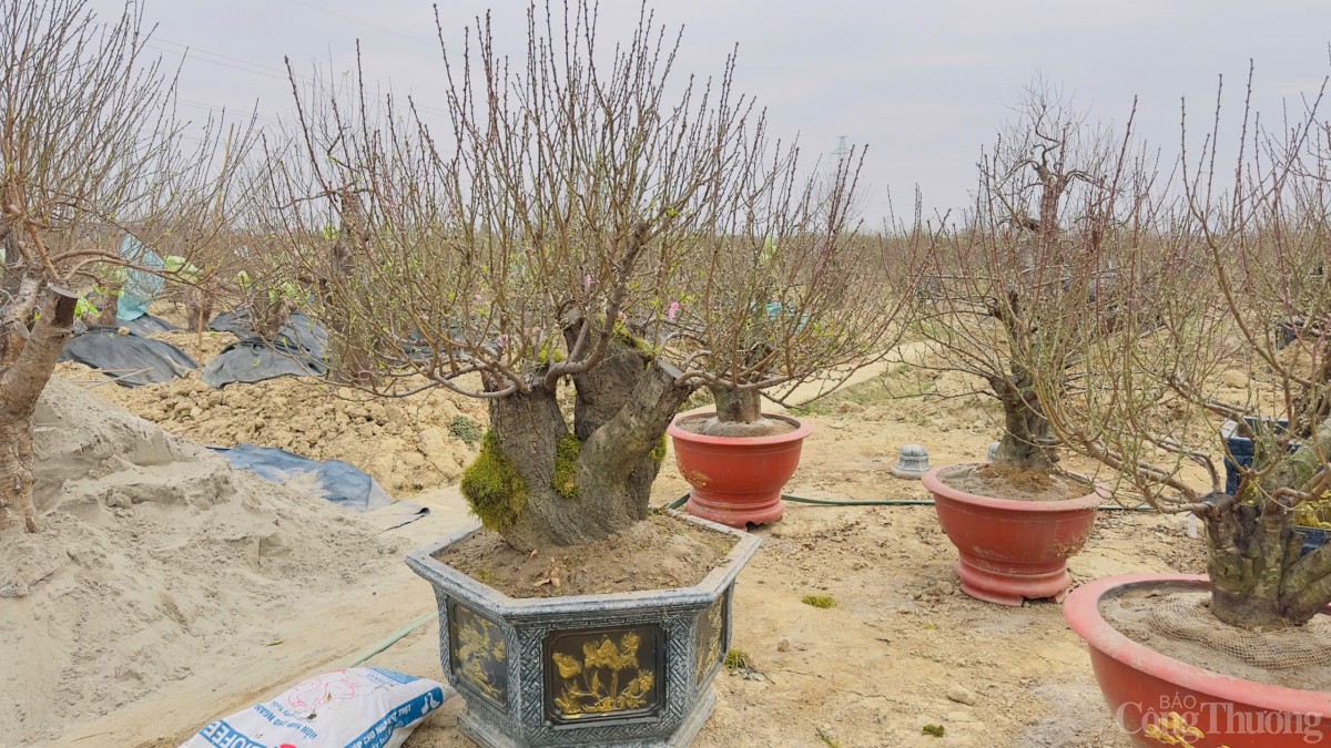 Hải Phòng: Thị trường đào, quất tăng giá dịp Tết Nguyên đán Hải Phòng: Thị trường đào, quất tăng giá dịp Tết Nguyên đán