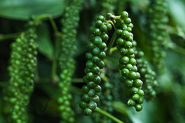 Xuất khẩu nông sản và những mảng chưa ‘sáng’ Xuất khẩu nông sản và những mảng chưa ‘sáng’