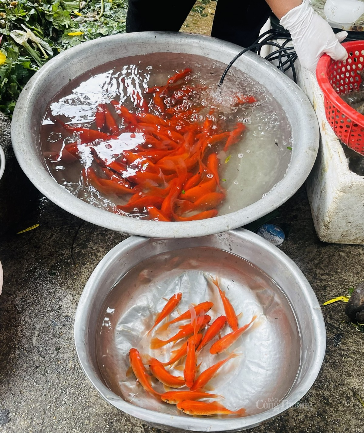 Cá chép vàng để thả có giá từ 70.000 đồng/3 con. Ảnh: Nguyễn Thanh Cá chép vàng để thả có giá từ 70.000 đồng/3 con. Ảnh: Nguyễn Thanh