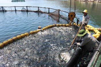 Vĩnh Long: Sản lượng nuôi và khai thác thuỷ sản giảm nhẹ