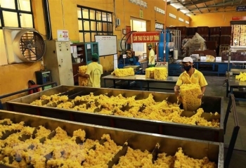 Xuất khẩu cao su đặt mục tiêu 11 tỷ USD năm 2025