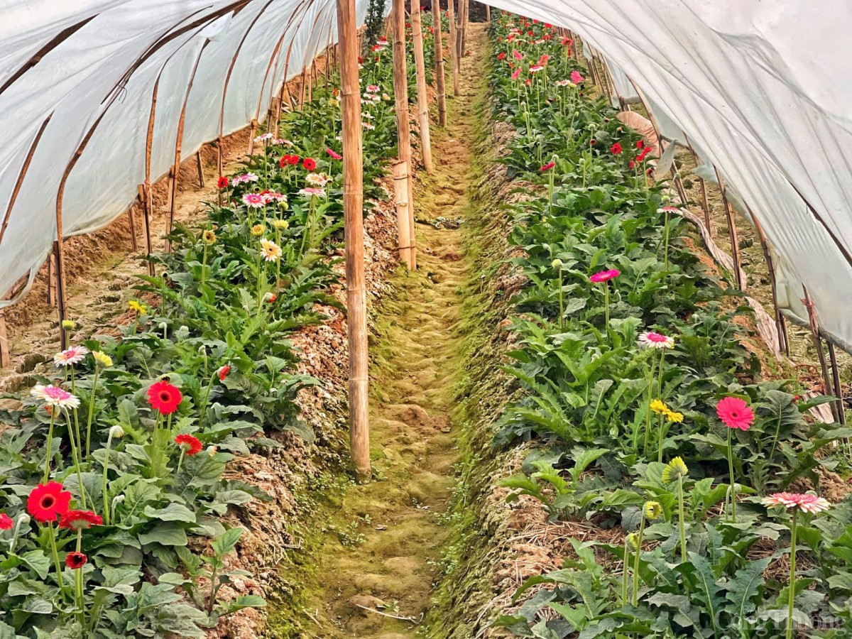 Làng hoa Tây Tựu nhộn nhịp chuẩn bị phục vụ Tết