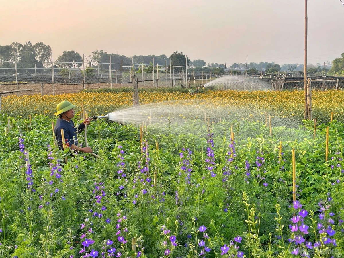 Làng hoa Tây Tựu nhộn nhịp chuẩn bị phục vụ Tết