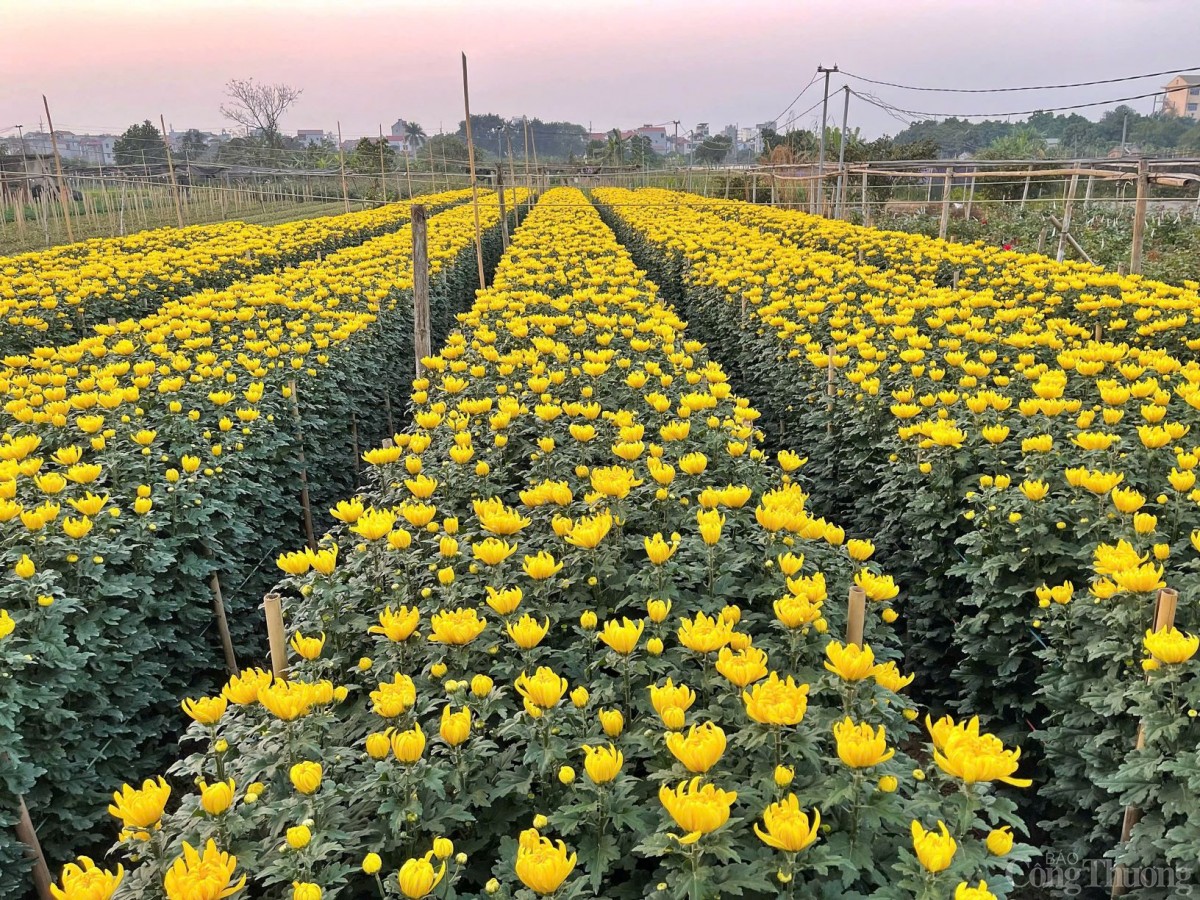 Làng hoa Tây Tựu nhộn nhịp chuẩn bị phục vụ Tết