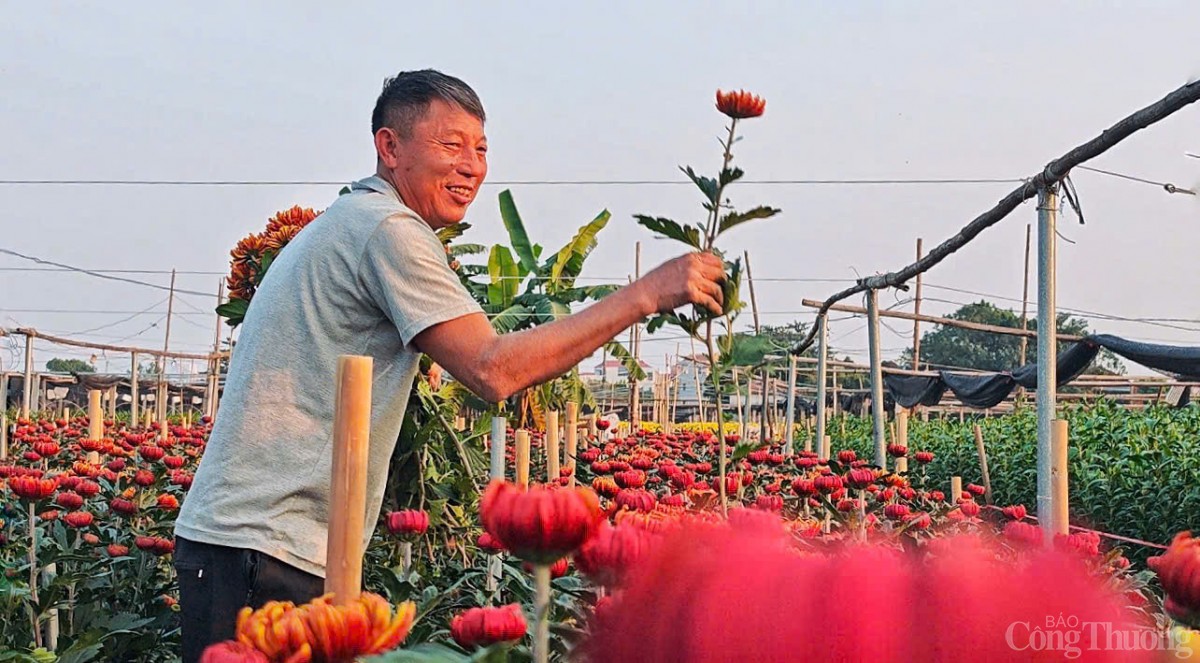 Làng hoa Tây Tựu nhộn nhịp chuẩn bị phục vụ Tết