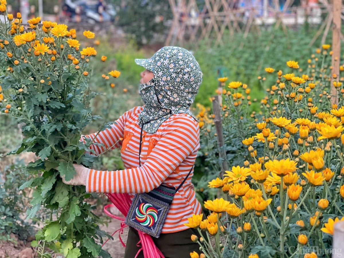 Làng hoa Tây Tựu nhộn nhịp chuẩn bị phục vụ Tết