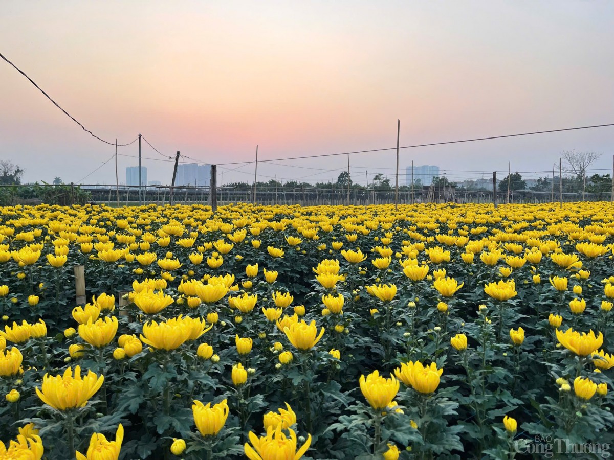 Làng hoa Tây Tựu nhộn nhịp chuẩn bị phục vụ Tết