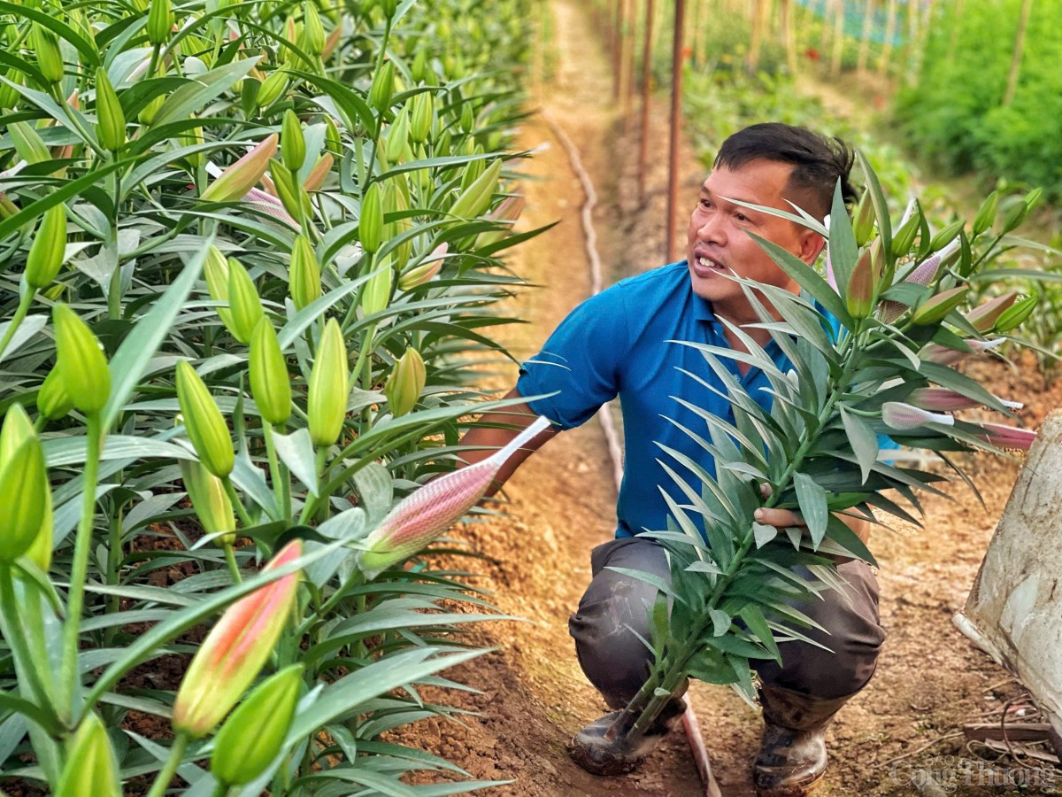 Làng hoa Tây Tựu nhộn nhịp chuẩn bị phục vụ Tết