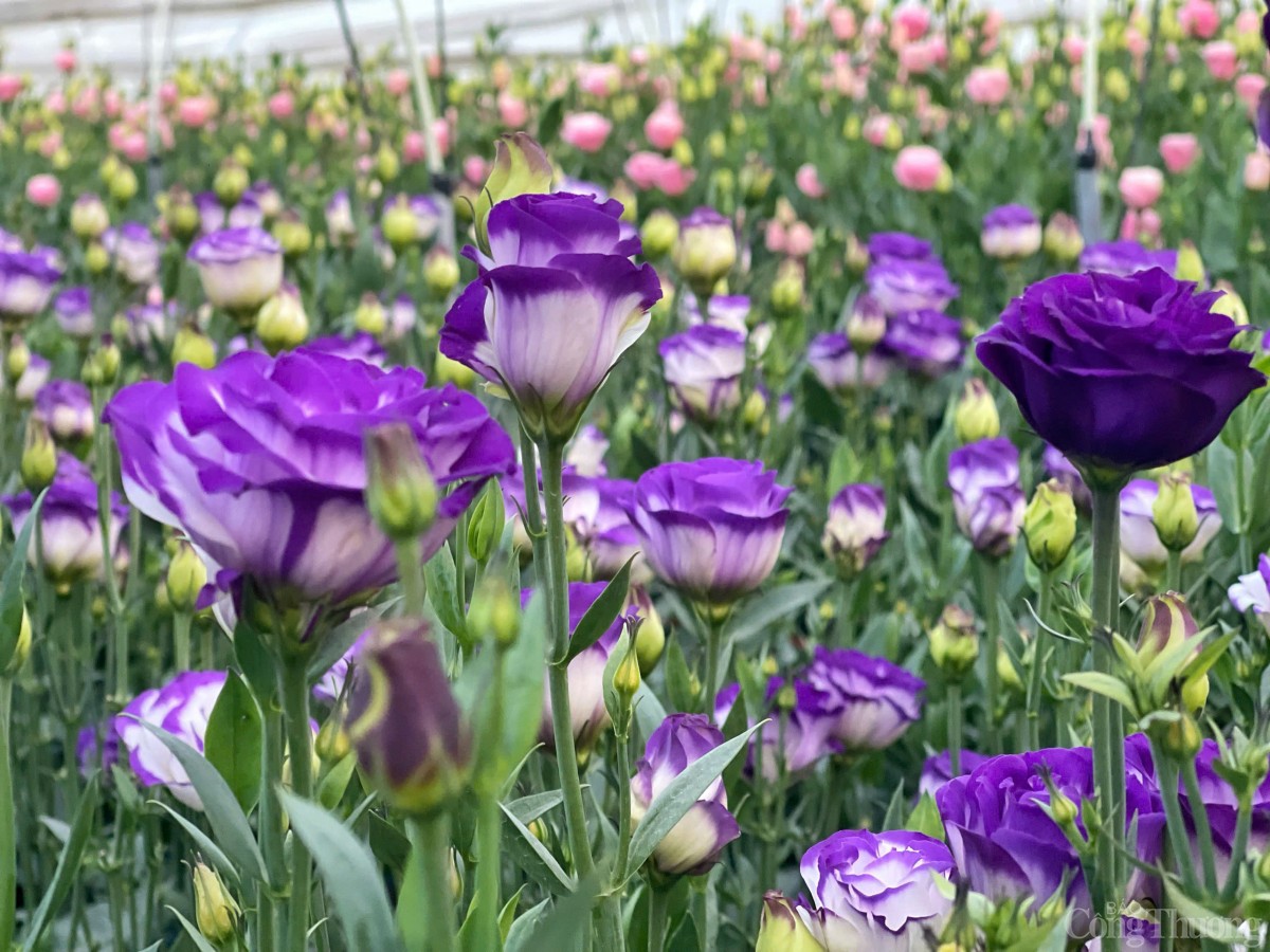 Làng hoa Tây Tựu nhộn nhịp chuẩn bị phục vụ Tết