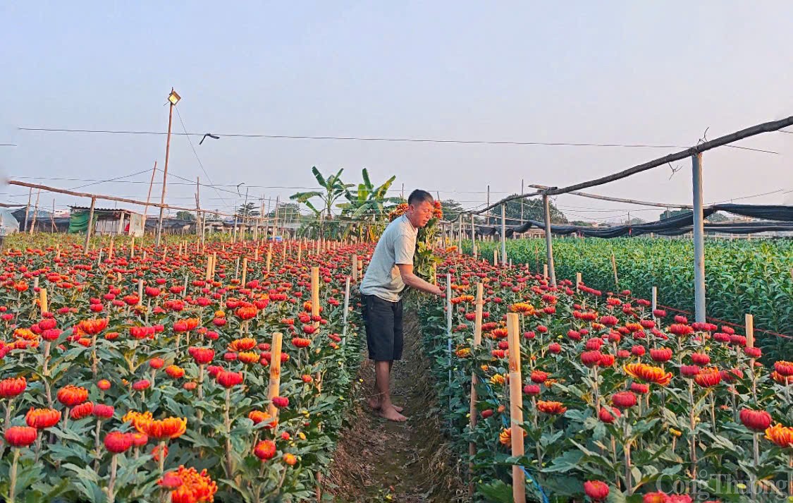 Làng hoa Tây Tựu nhộn nhịp chuẩn bị phục vụ Tết