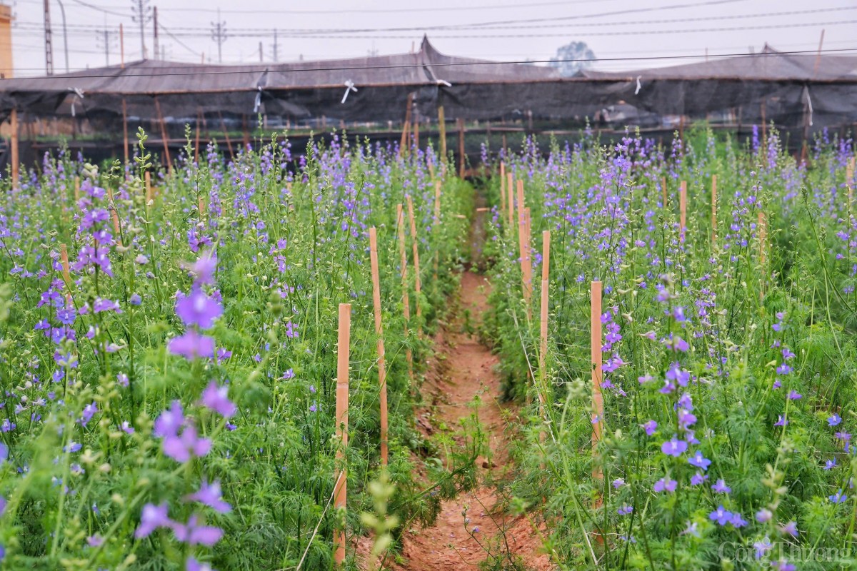 Làng hoa Tây Tựu nhộn nhịp chuẩn bị phục vụ Tết