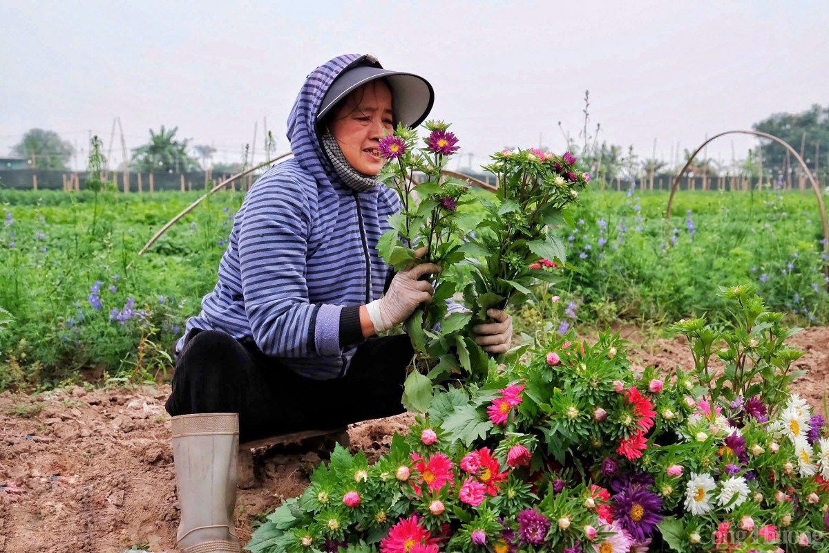 Làng hoa Tây Tựu nhộn nhịp chuẩn bị phục vụ Tết