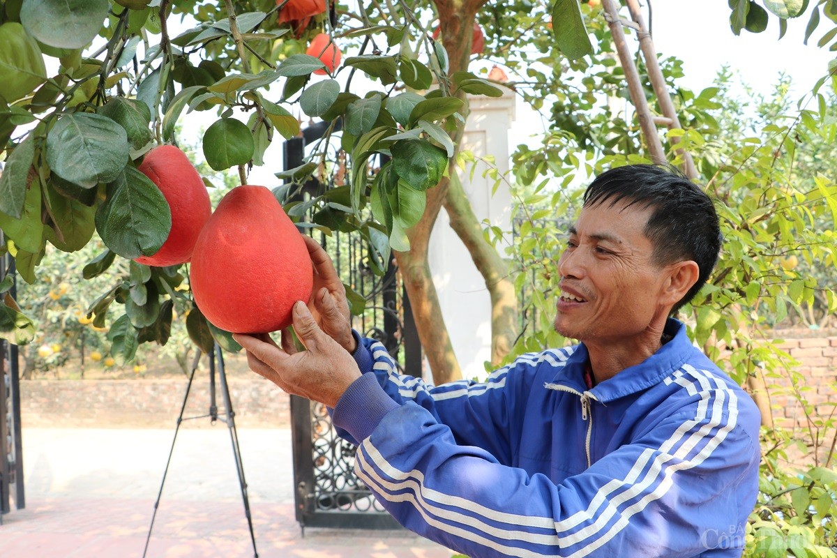Cận cảnh loại bưởi đỏ 'cháy hàng' mỗi dịp Tết Cận cảnh loại bưởi đỏ 'cháy hàng' mỗi dịp Tết