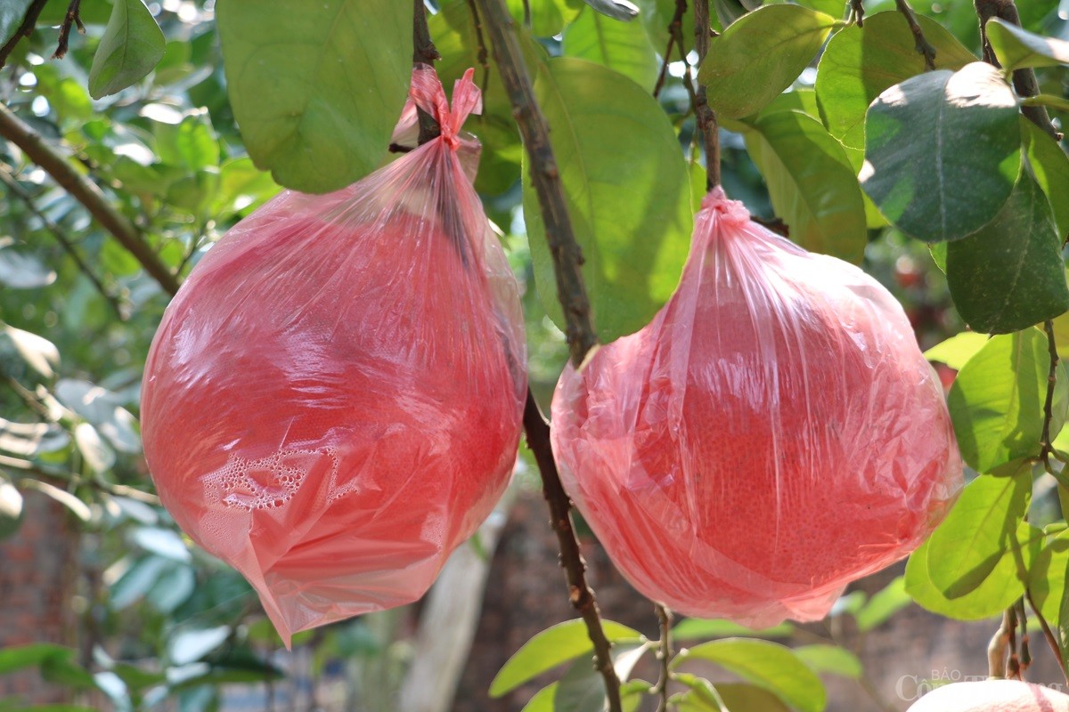 Cận cảnh loại bưởi đỏ Đông Cao 'cháy hàng' mỗi dịp Tết Cận cảnh loại bưởi đỏ Đông Cao 'cháy hàng' mỗi dịp Tết