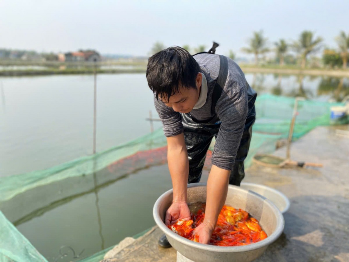 làng cá chép đỏ thanh hóa